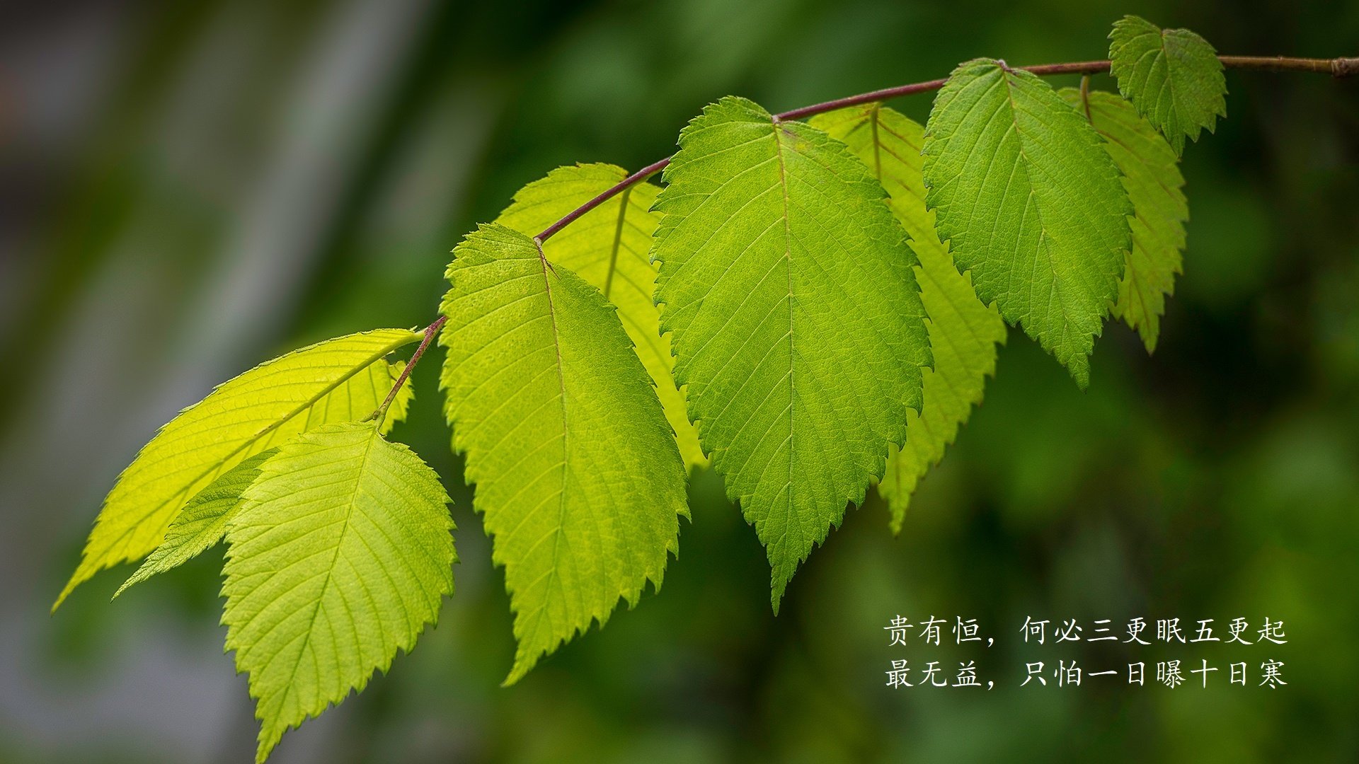 支撑绿色生态发展的足球场馆建设逐步成为行业共识，足球场建设方案