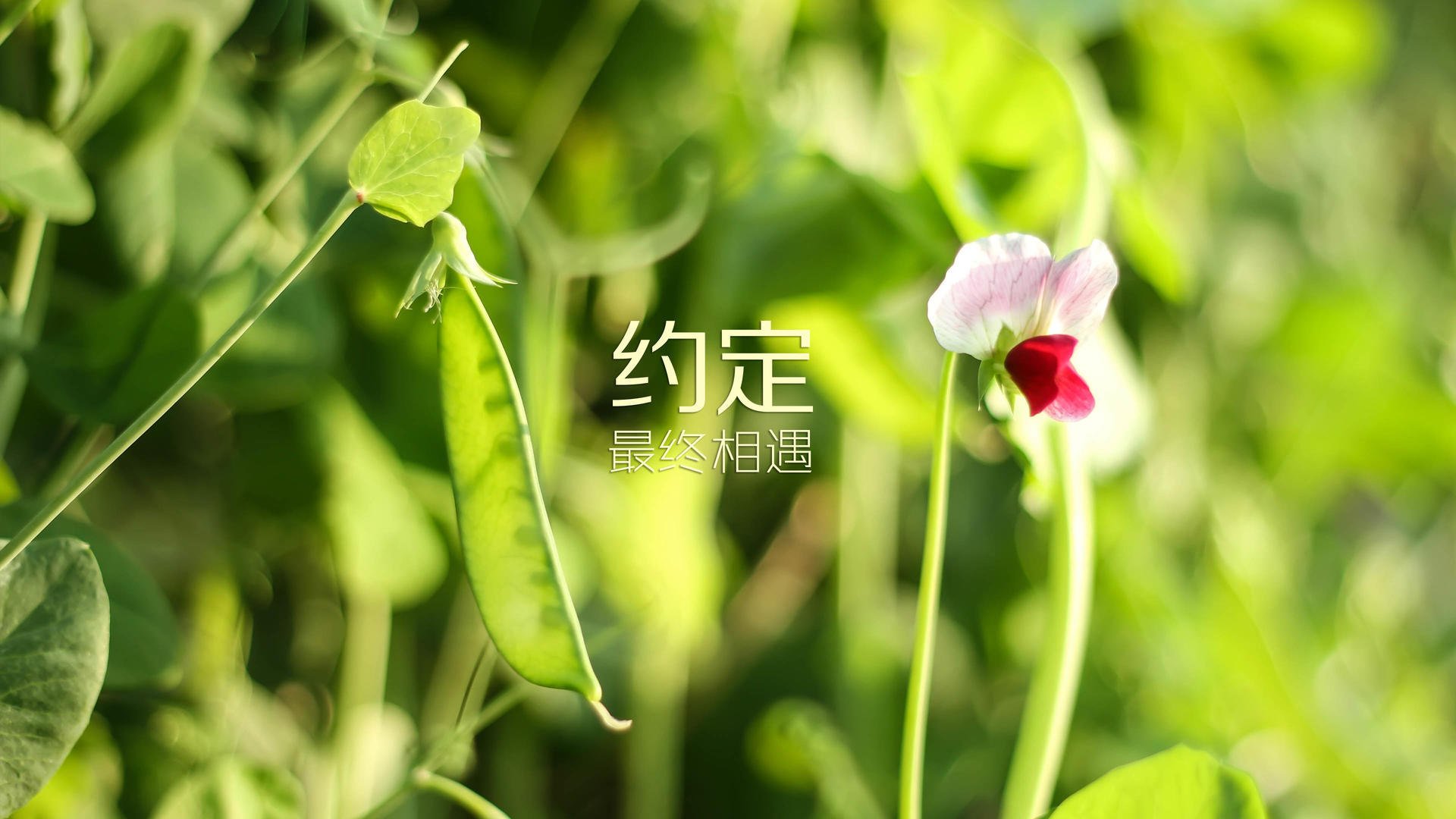 比尔带领奇才击退太阳，比尔续约奇才5年2.66亿