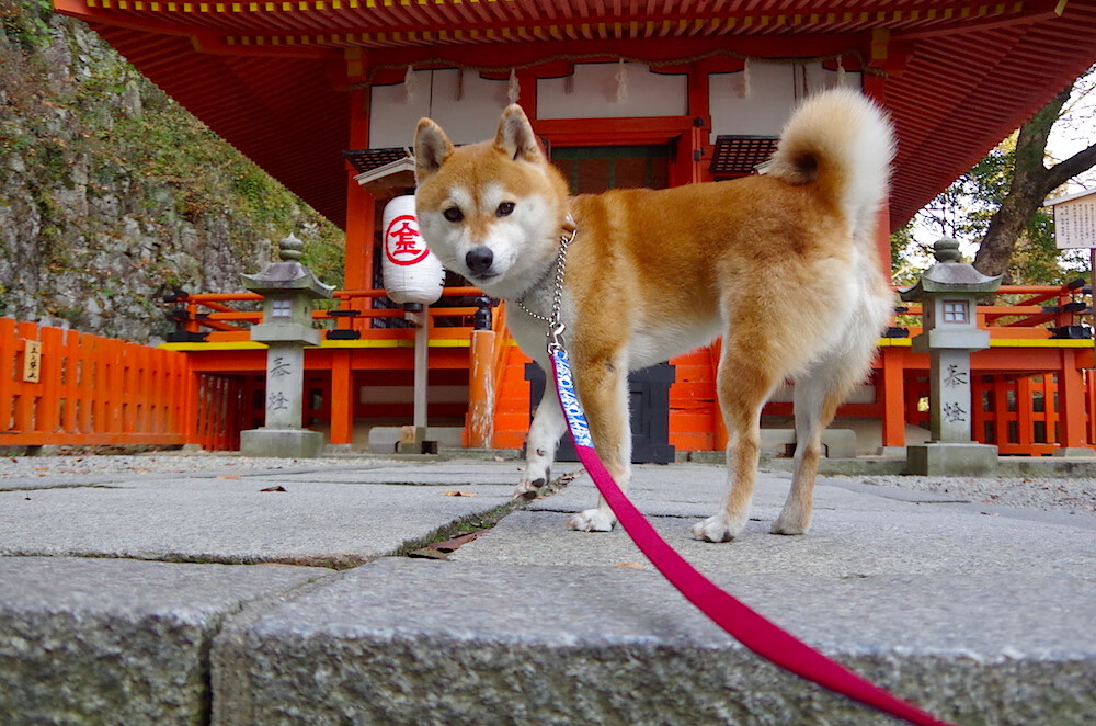 九游网-英超冠军争夺：每一场都是王者的碰撞，英超冠军2020-2021